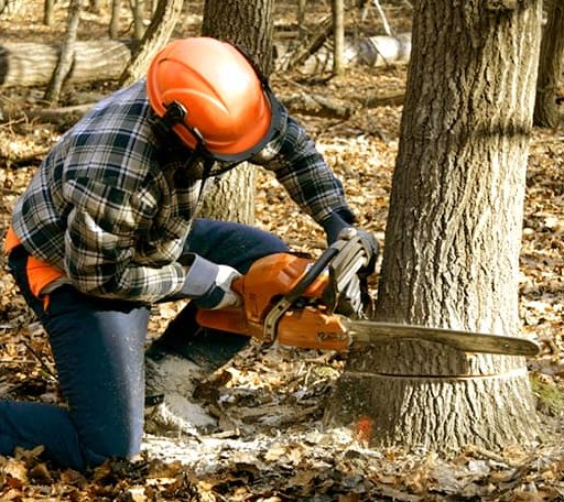 Tree Removal in Rewey, WI